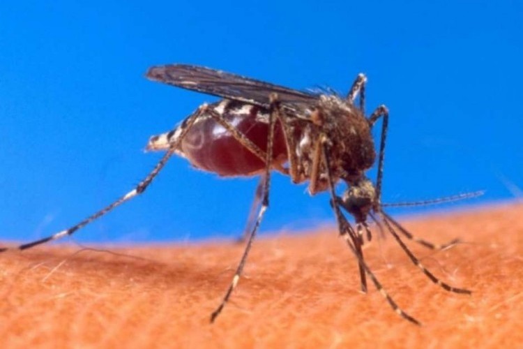 https://webradioparacuru.com/uploads/news/Bauru confirma 17 mortes e 15 mil doentes por dengue