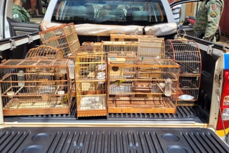 https://webradioparacuru.com/uploads/news/Dupla é detida com mais de 20 aves silvestres e multada em quase R$ 50 mil em Ituiutaba