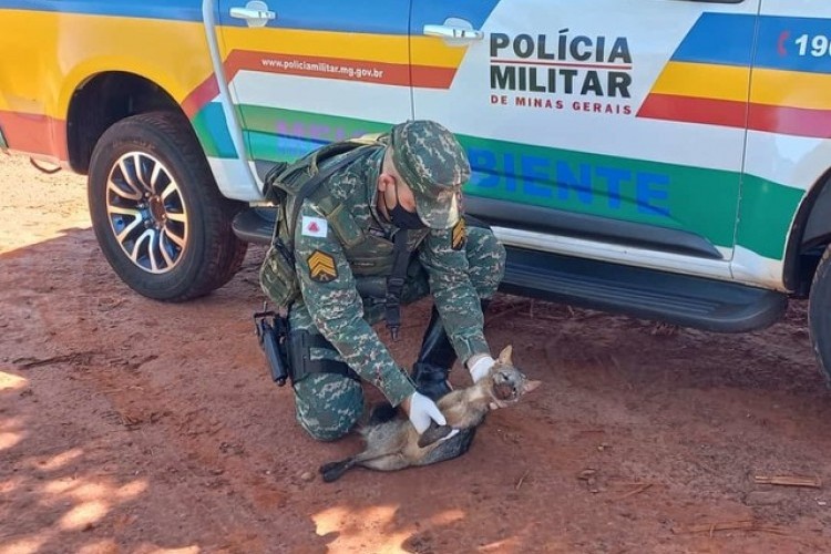 https://webradioparacuru.com/uploads/news/Cachorro-do-mato é encontrado em estado grave após ser atropelado na BR-365 em Ituiutaba