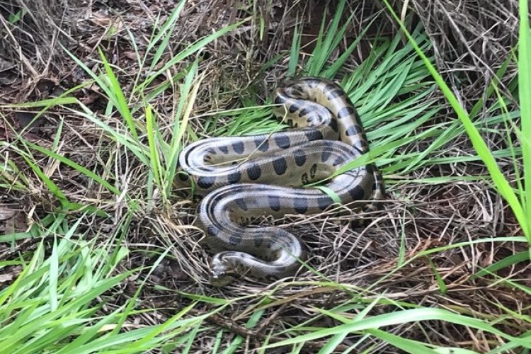 https://webradioparacuru.com/uploads/news/Sucuri de 4 metros é encontrada em terreno por trabalhadores em Ituiutaba